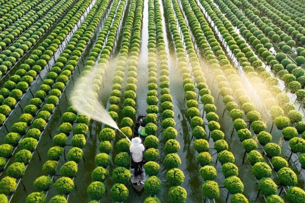 VinaCapital Ventures investit un million de dollars dans la plateforme technologique agricole Koina hinh anh 1