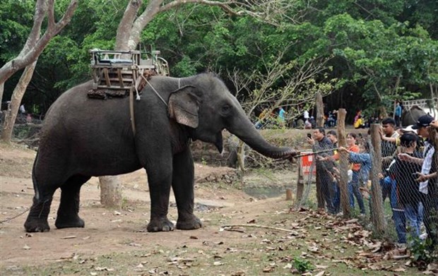 La premiere destination touristique a arreter le service de balade a dos d’elephant hinh anh 1