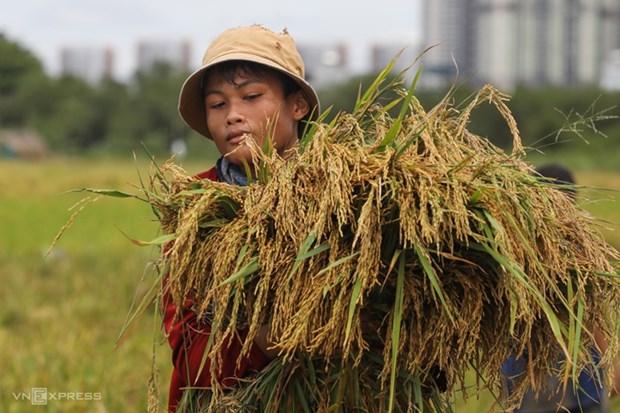 La valeur des exportations de riz vietnamien en forte augmentation hinh anh 1