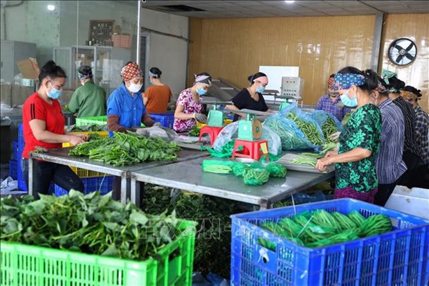 Bac Giang comptera six districts repondant aux normes de la Nouvelle Ruralite hinh anh 2