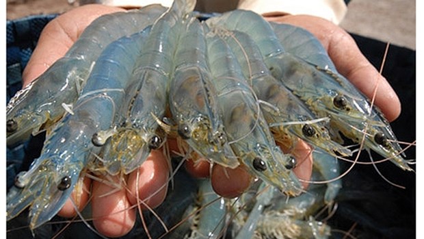 Grandes opportunites pour les exportations vietnamiennes de crevettes vers l'UE hinh anh 1