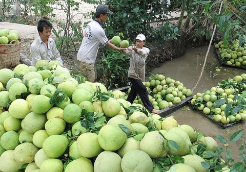 Le secteur des fruits et legumes vise 10 milliards de dollars d’exportations pour 2025 hinh anh 1