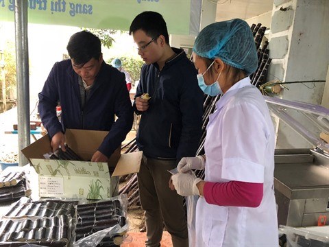 Hoa Binh exporte de la canne a sucre violette au Japon hinh anh 1