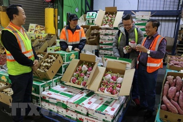 Les exportations de fruits et legumes ont chute de 9,3% au premier trimestre hinh anh 1