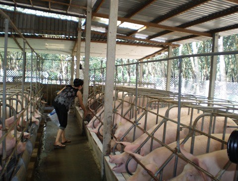 Ho Chi Minh-Ville: hausse de 6% de la valeur de production agricole au 1er semestre hinh anh 1