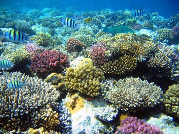 Cinq lieux ou admirer les plus beaux recifs coralliens au Vietnam hinh anh 2