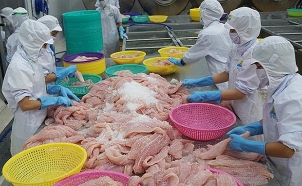 Le Vietnam, 1er fournisseur de poissons a chair blanche en Belgique hinh anh 1