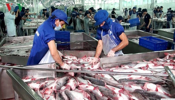 Le poisson tra vietnamien bien accueilli aux Etats-Unis hinh anh 1