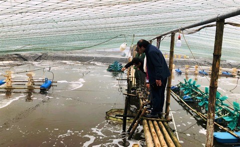Ninh Binh: Des elevages de crevettes se modernisent grace a une aide belge hinh anh 1