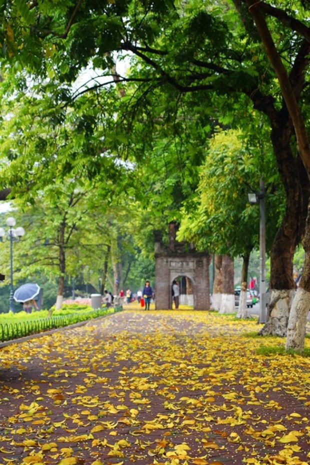 La beaute de Hanoi a la saison de la chute des feuilles de pancovier hinh anh 1