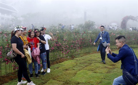 Sa Pa detient le record de la plus grande vallee de roses au Vietnam hinh anh 1