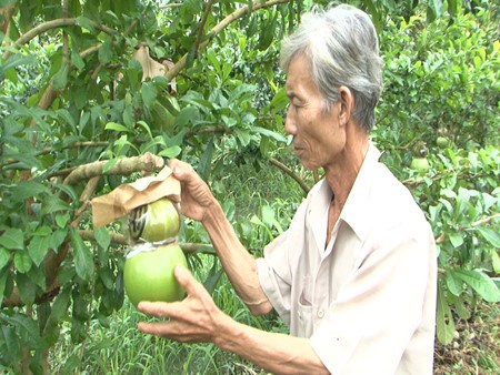 Dans le delta du Mekong, des fruits stylises pour le Tet hinh anh 2