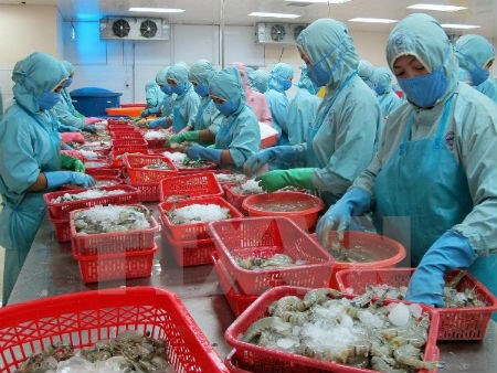 Le Vietnam table sur 10 mds de dollars d’exportations de crevettes hinh anh 1