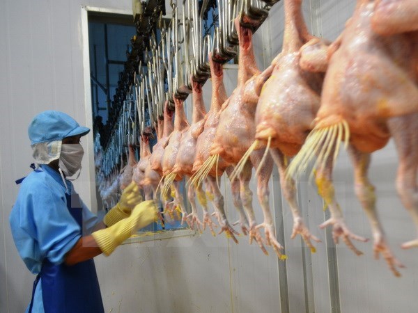 Premier lot de poulet vietnamien exporte vers le Japon en septembre hinh anh 1