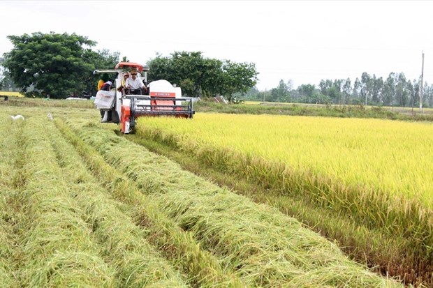 Appliquer les hautes technologies dans la production agricole dans le quadrilatere de Long Xuyen hinh anh 1