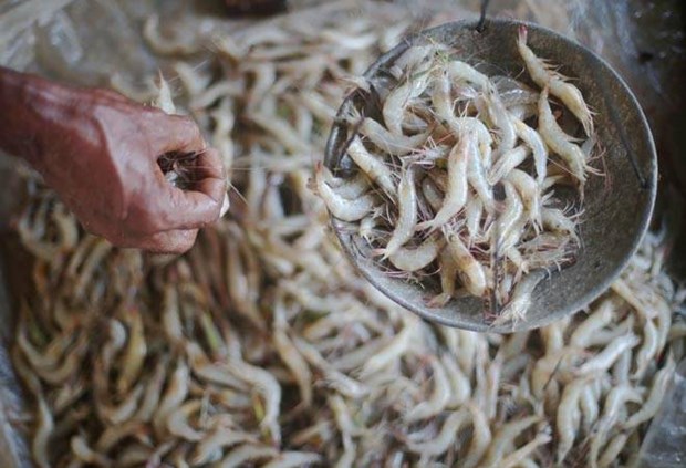 La Thailande suspend les importations de crevettes indiennes hinh anh 1