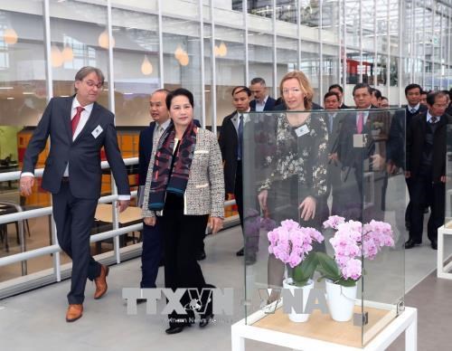 La presidente de l’AN Nguyen Thi Kim Ngan visite un centre d’agriculture high-tech aux Pays-Bas hinh anh 1
