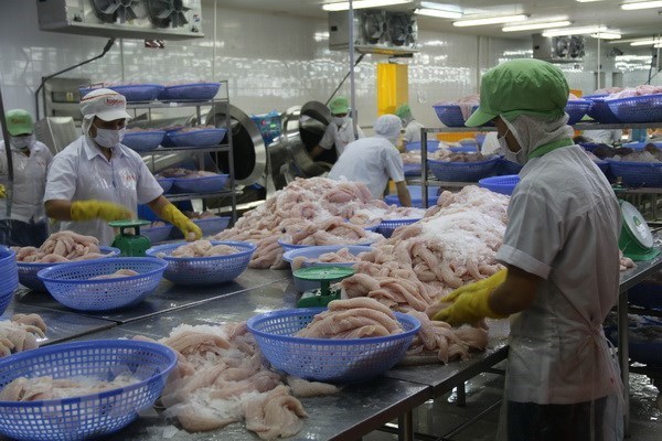 Augmentation des exportations de poissons tra vers la Chine hinh anh 1