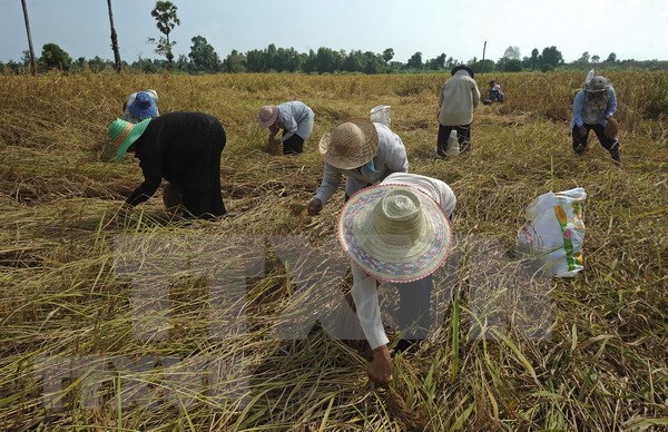 La Thailande decaisse pres de 3 milliards $ pour soutenir le secteur du riz hinh anh 1