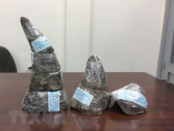 Saisie de 34 kg de cornes de rhinoceros a l'aeroport international de Noi Bai hinh anh 1