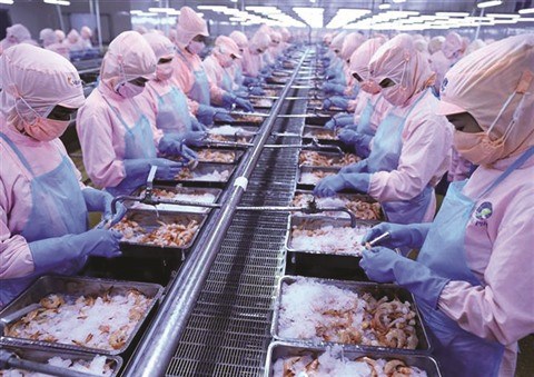 Les exportations de crevettes depasseront 4 milliards de dollars hinh anh 1
