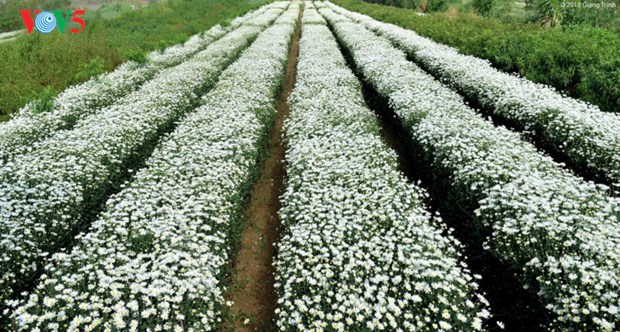 Le retour attendu de la saison des fleurs d’echinacee blanche a Hanoi hinh anh 1