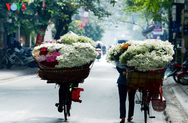 Le retour attendu de la saison des fleurs d’echinacee blanche a Hanoi hinh anh 4