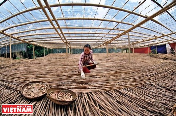 Le business des pailles en bambou tient le bon bout hinh anh 1