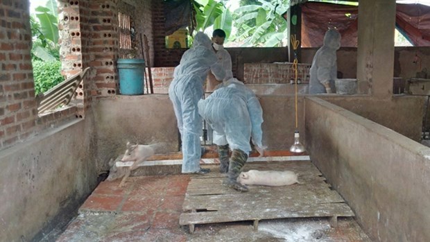 Assistance internationale a la lutte contre la peste porcine africaine au Vietnam hinh anh 1
