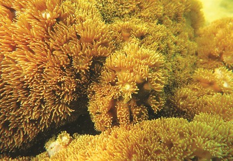 Restauration corallienne pour proteger les ressources aquatiques hinh anh 2