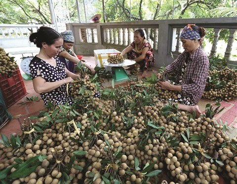 L’agriculture vietnamienne releve le defi du developpement durable hinh anh 2
