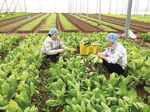 L’agriculture vietnamienne releve le defi du developpement durable hinh anh 1