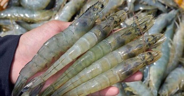 Les exportations nationales de crevettes pourraient retrouver des couleurs au 2e semestre hinh anh 1