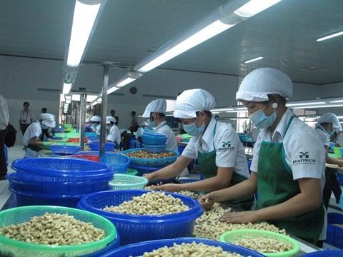 Le Vietnam exporte 47.000 tonnes de noix de cajou en aout hinh anh 1