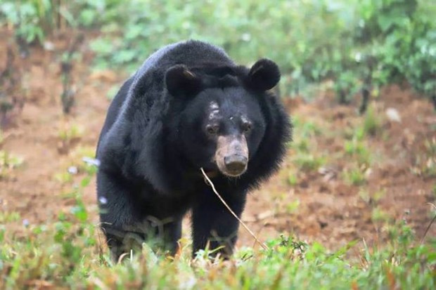 Sauvetage d’un ours noir d’Asie capture depuis pres de 30 ans hinh anh 1
