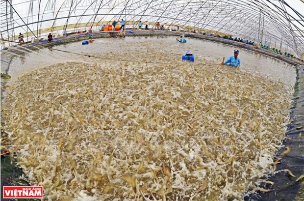 Les centres d’exportation de crevettes du Vietnam s’affirment hinh anh 1