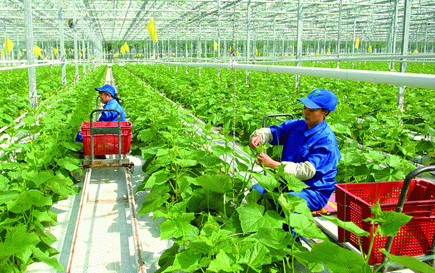 Hausse de plus de 25% du nombre d’entreprises investissant dans l’agriculture hinh anh 1