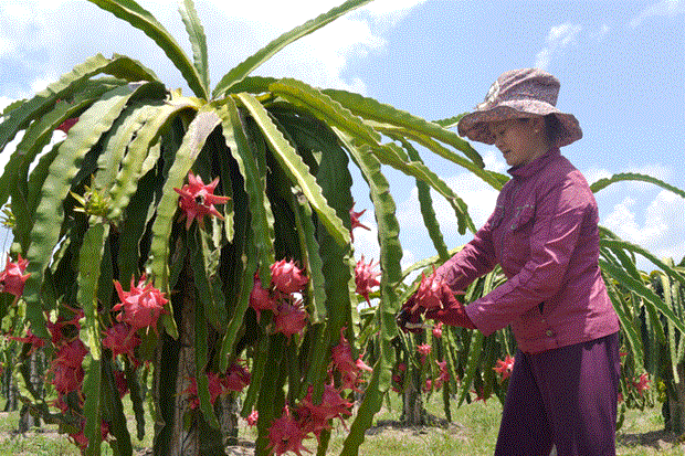 L'IFC soutient l’acceleration des exportations de fruits du Vietnam hinh anh 1