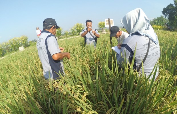 Le gouvernement indonesien vient en aide aux agriculteurs hinh anh 1