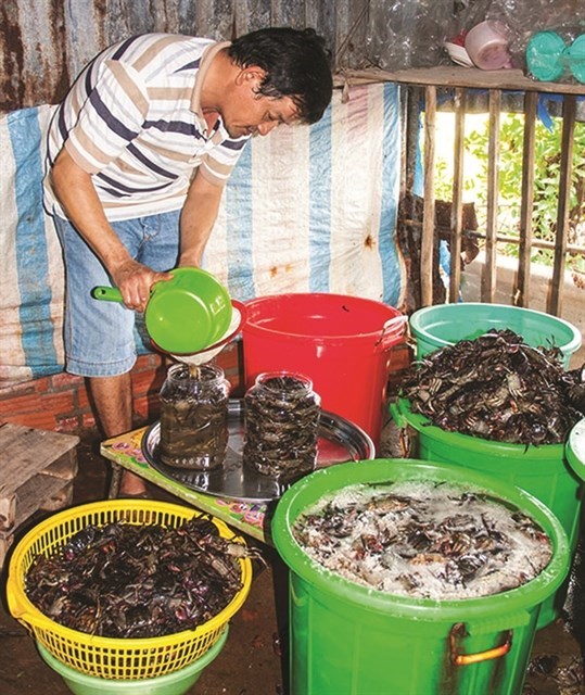 La fabrication de la sauce traditionnelle de Ca Mau reconnue patrimoine culturel national hinh anh 1