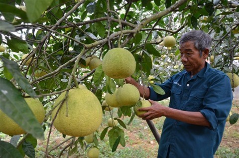 La province de Phu Tho valorise ses specialites agricoles hinh anh 1