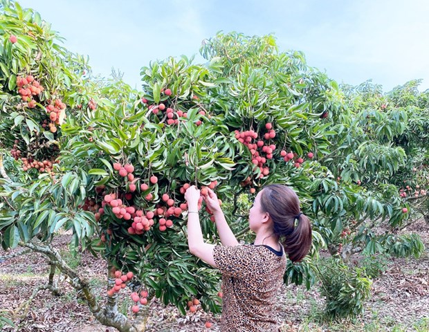 Une bonne occasion pour l'exportation de fruits au Japon hinh anh 1