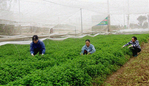 La province de Vinh Phuc promeut une agriculture a haute technologie hinh anh 1