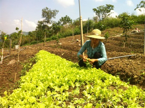 Une grande ferme de legumes bio en banlieue de Hanoi hinh anh 1