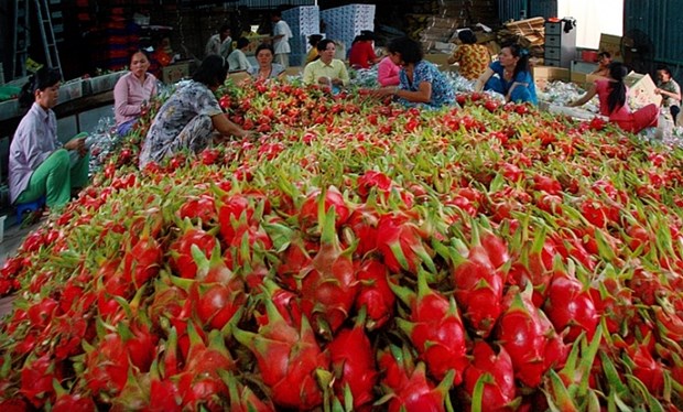 Vietnam-Chine: plus de 9,8 milliards de dollars d’import-export de produits agricoles hinh anh 1