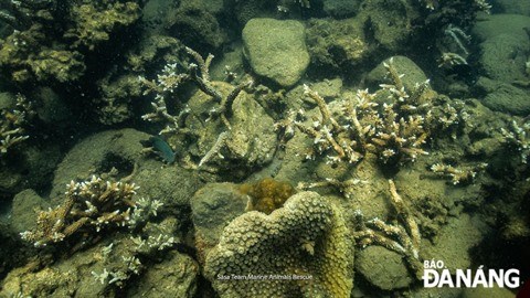 Au chevet des coraux de Da Nang hinh anh 2