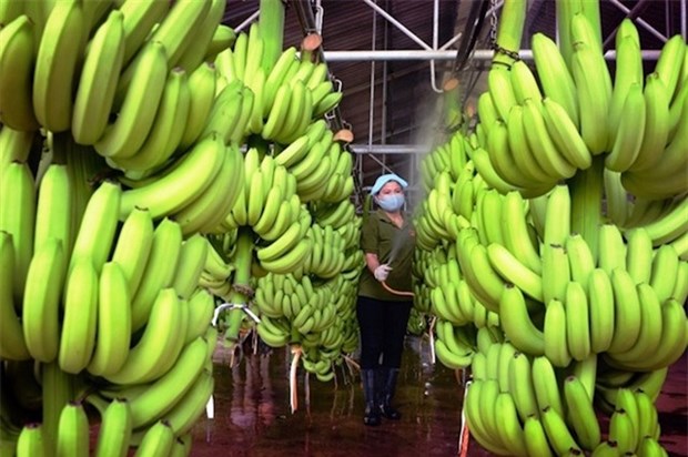 Les bananes vietnamiennes vendues a des prix eleves sur le marche japonais hinh anh 1