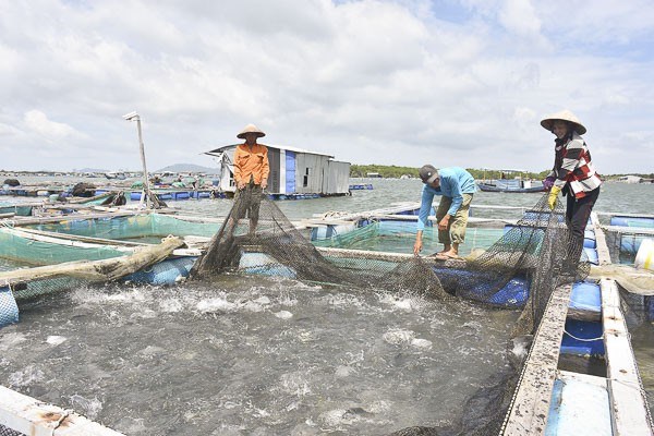 A Ba Ria-Vung Tau, une aquaculture 4.0… hinh anh 1