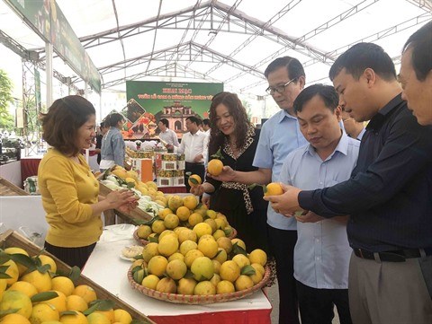 Tet : les oranges et les pamplemousses de Hanoi face a la concurrence hinh anh 1
