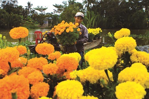 Le delta du Mekong a la saison des fleurs du Tet hinh anh 1